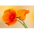 thumbnail image 2 of Jaynes Gallery 32x23 Gold Ornate Wood Framed with Double Matting Museum Art Print Titled - California Close-up of orange poppy, 2 of 4