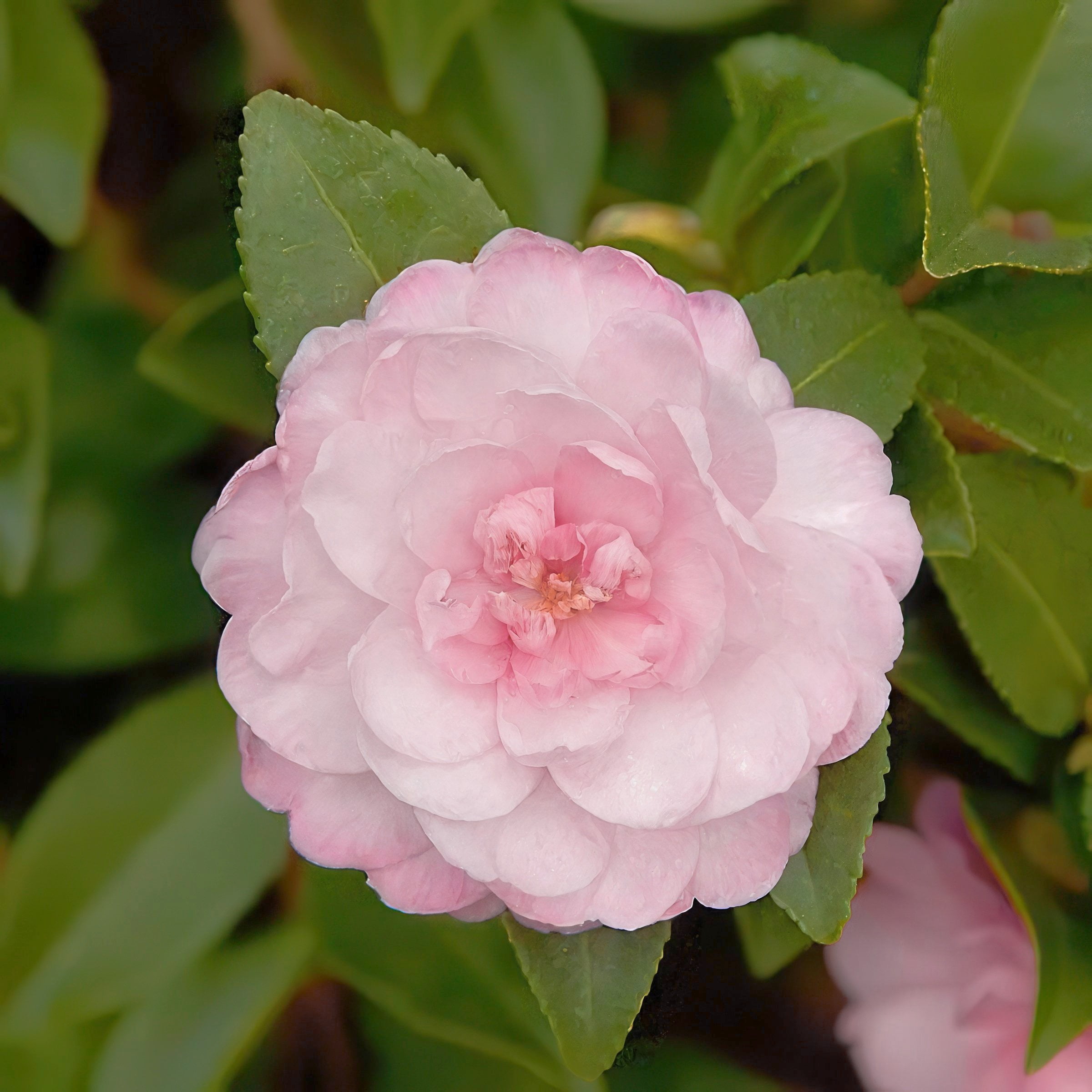 National Plant Network 1 gal. Camellia Japonica Jerry Donnan Shrub