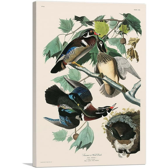 ARTCANVAS Wood Duck Canvas Art Print by John James Audubon - Size: 12" x 8" (0.75" Deep)