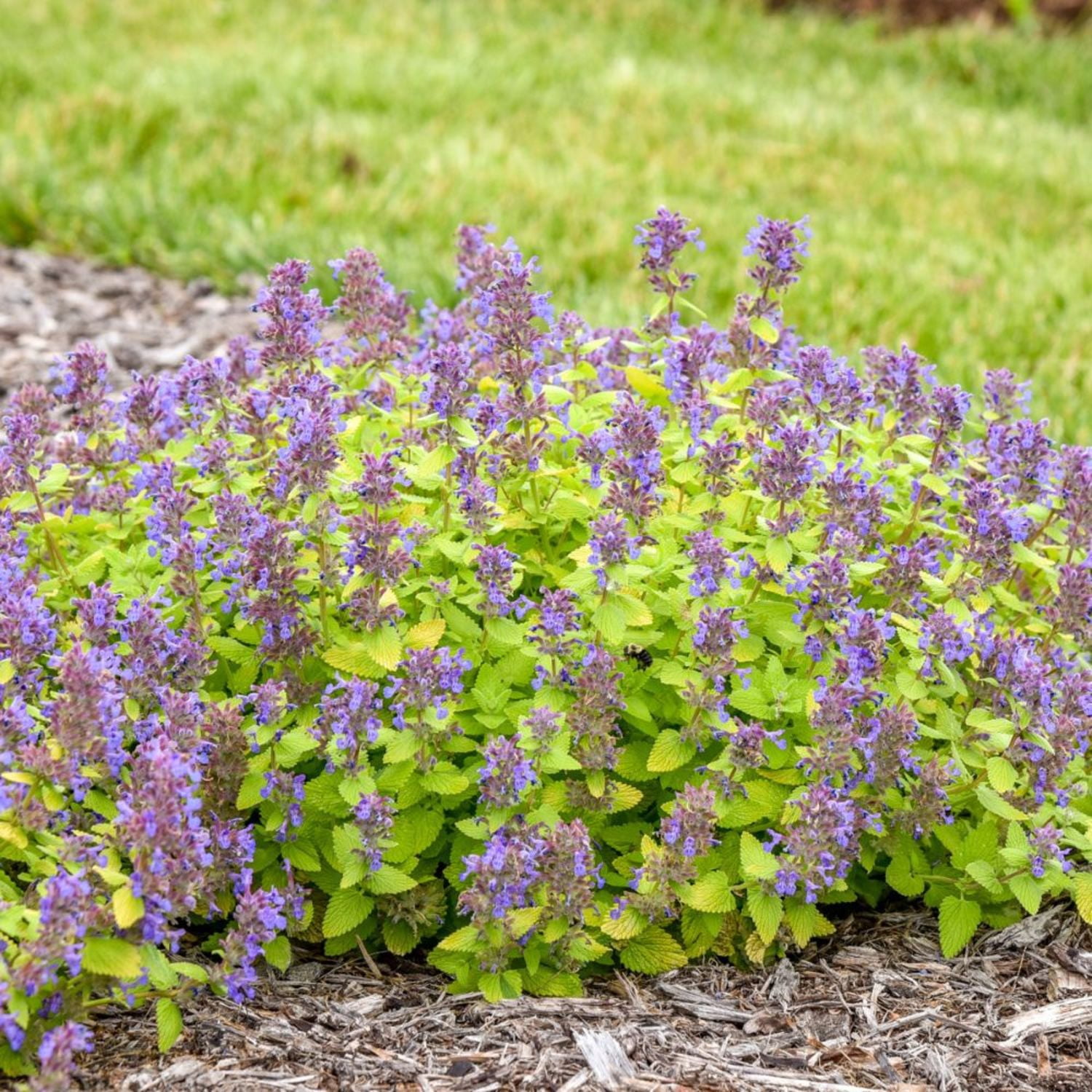 Proven Winners 5" Blue 'Lemon Purrfection' Catmint Live Plant in 4.5" Pot (4 Count)