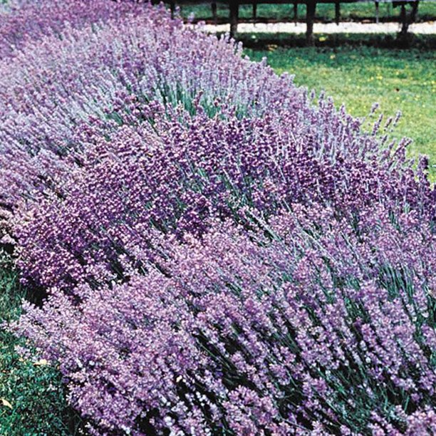 Hardy Sweet Lavender Dormant Bare Root Perennial Plant, 1Pack