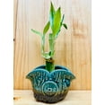 thumbnail image 6 of Lucky Bamboo 446 in Ceramic Vase, 6 of 11