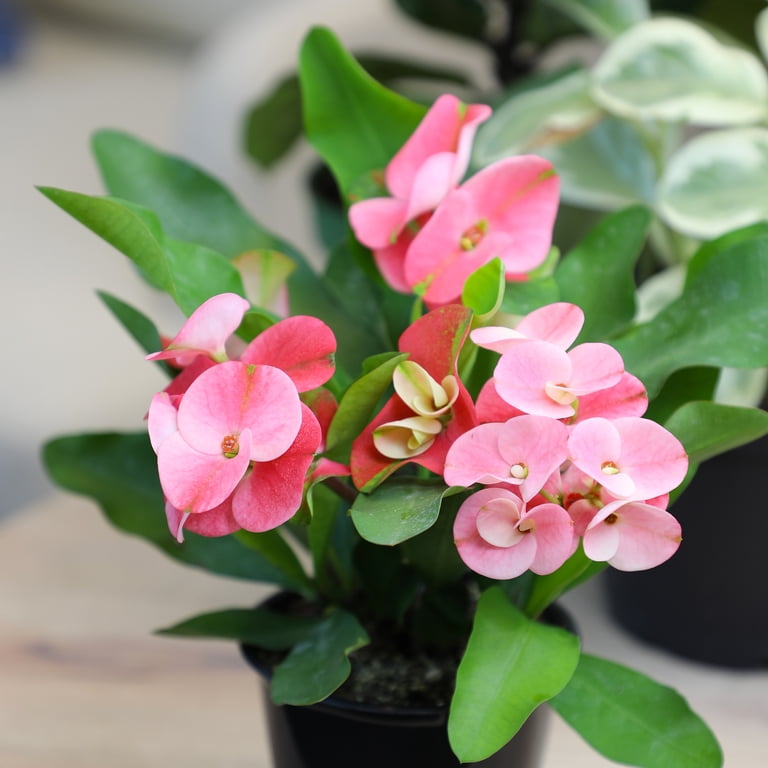 Element by Altman Plants 4.25in Euphorbia Milii Crown of Thorns Live Succulent  Plant - Walmart.com