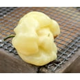 thumbnail image 2 of Giant White Habanero Heirloom Pepper Premium Seeds Packet, 2 of 2