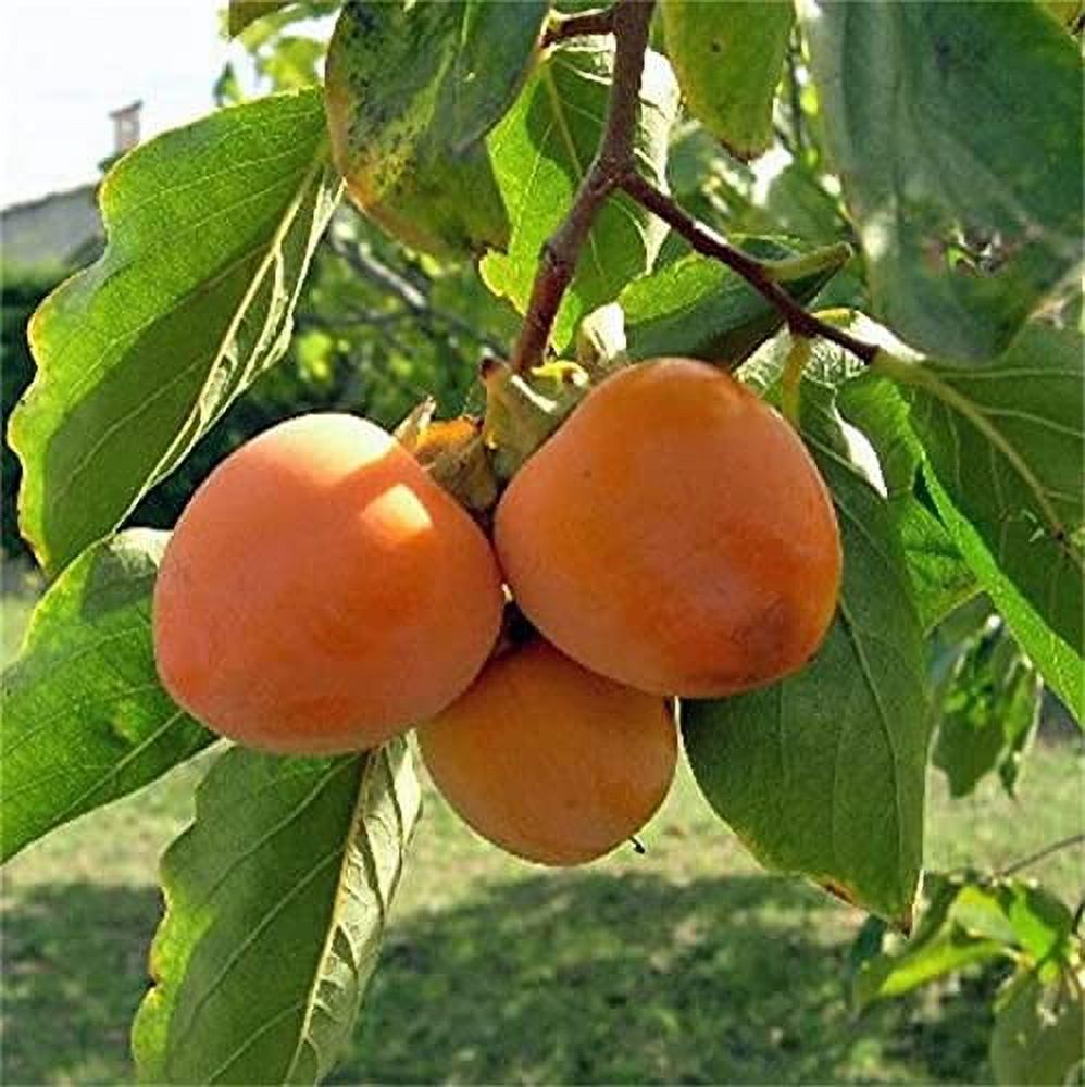 Natural Fruit Seeds Persimmon Tree Seeds 10Pcs Persimmon Seeds - image 2 of 3