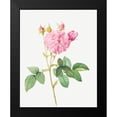 thumbnail image 2 of Redoute, Pierre Joseph 15x18 Black Modern Framed Museum Art Print Titled - Agatha rose, Rosa gallica Agatha, 2 of 5