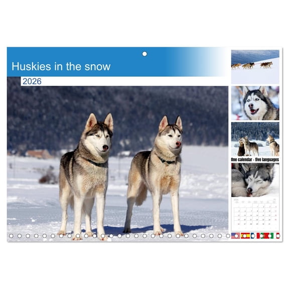 Huskies in the snow (Monthly Wall Calendar 2026 11.7 x 16.5 (open)), CALVENDO 14 Month Calendar