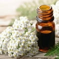 thumbnail image 2 of Achillea White Yarrow Drought Tolerant Wild Flower Seeds - 5 LBS, 2 of 5