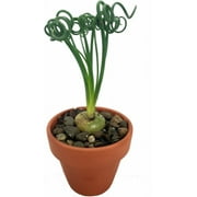 Rare Frizzle Sizzle Plant - Albuca spiralis - 2 Bulbs - Succulent House Plant