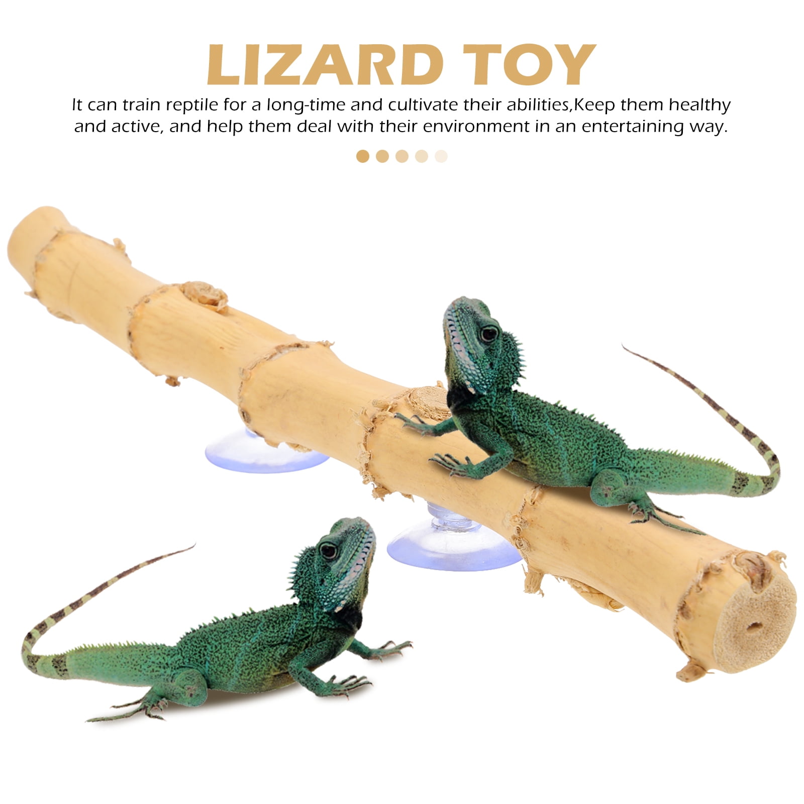Online reptile supplies hot sale