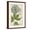 Brown Frame, variant on Art.com Queen Anne's Lace Art Print by Weinmann, 12" x 18"
