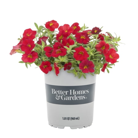 Better Homes & Gardens Calibrachoa 1QT Orange Live Plants, Flowers
