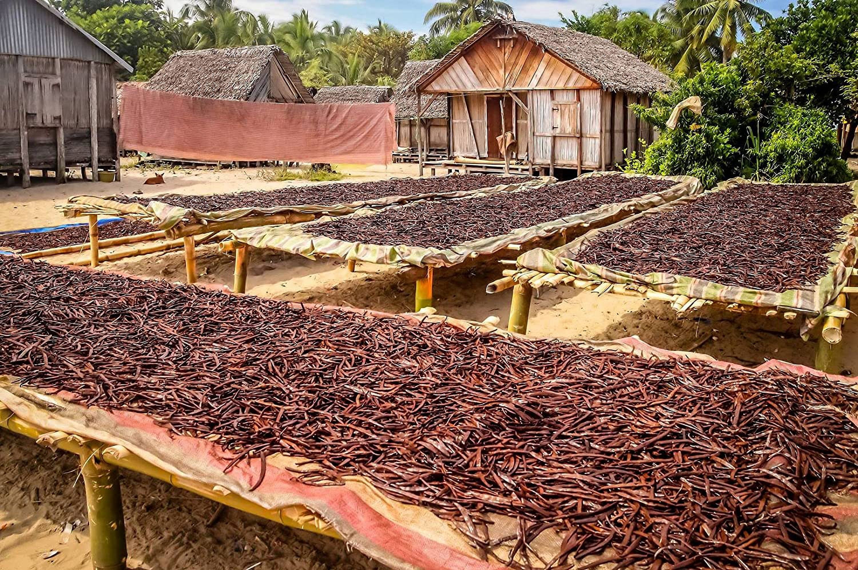 Hawaiian Grade A Vanilla Beans - Proudly Grown in the USA - 4 OZ