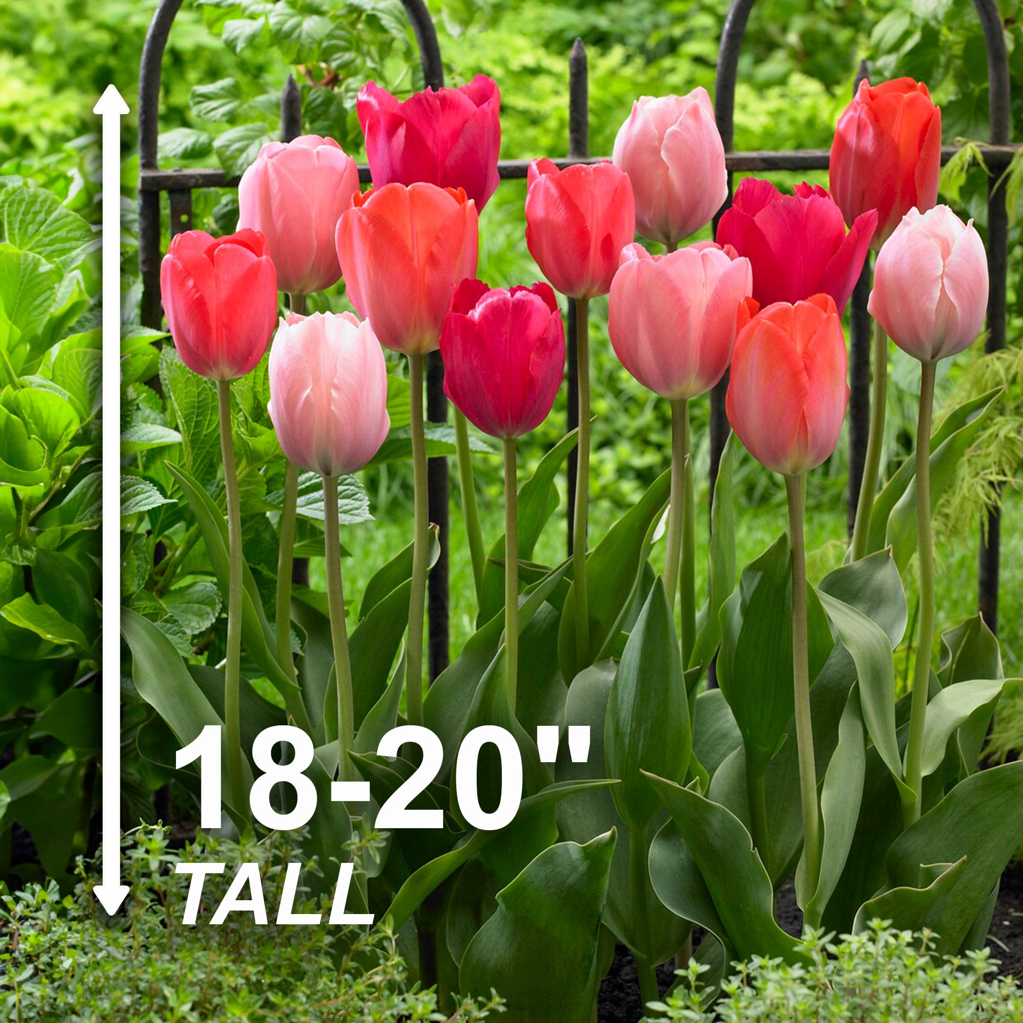 Garden State Bulb Darwin Hybrid Blush Mix Tulip Flower Bulbs, 12/+ cm (Bag of 50)