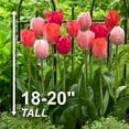 thumbnail image 4 of Garden State Bulb Darwin Hybrid Blush Mix Tulip Flower Bulbs, 12/+ cm (Bag of 250), 4 of 8