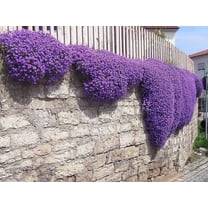 100 Aubrieta Seeds - Cascade Purple Flower Seeds, Rock Cress, Perennial, Deer Resistant