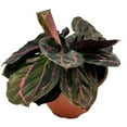 thumbnail image 3 of Calathea Roseopicta Dottie, 4 inch, Goeppertia 'Black Rose', Rose Painted, Black Rose, 3 of 10