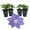 4 Plants, variant on Clematis Diana's Delight - Live Starter Plant in a 2 Inch Growers Pot - Starter Plants Ready for The Garden - Rare Clematis for Collectors