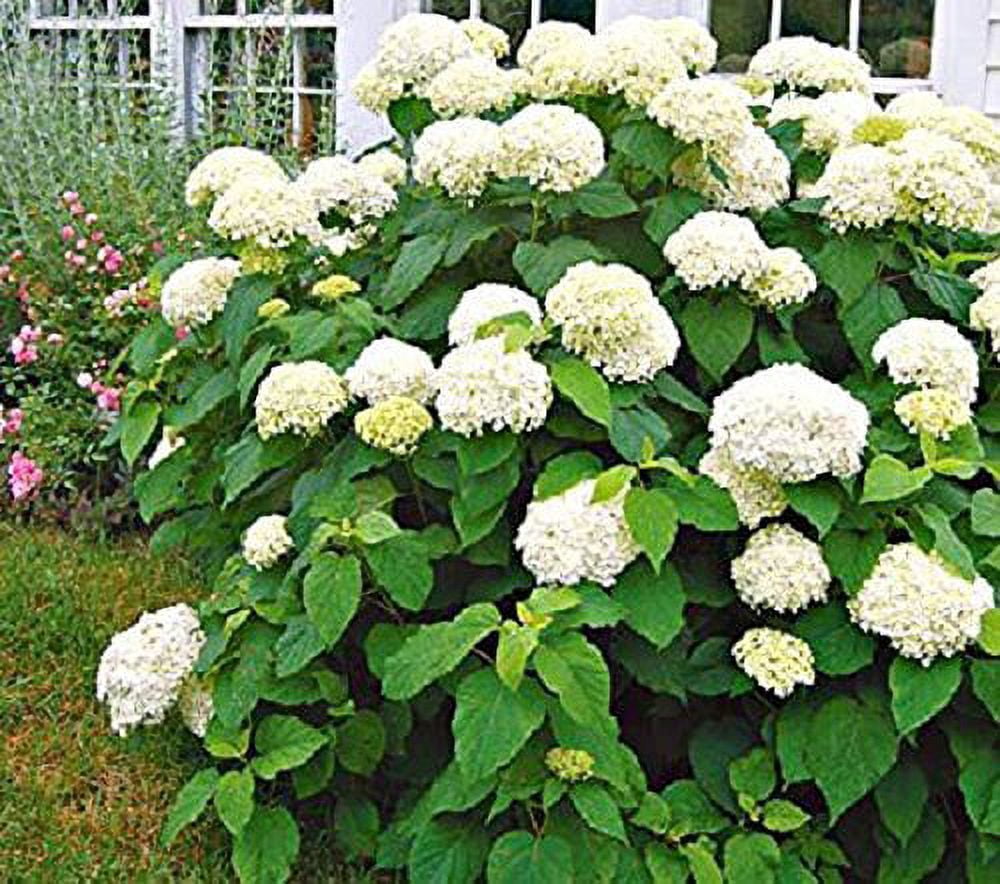 Annabelle Smooth Hydrangea - Live Plant ( 1 QT )