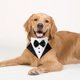 thumbnail image 4 of TABLETREANDS 1Jgo Tuxedo Para Mascotas En Negro Cómodo Y Para Fiestas Y Reuniones, 4 of 8