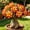 D, variant on Desert Rose, Shade Plant for Gardens-Easy Grow-Low Maintenance-Ideal for Beds Borders, Plant Pots & Planters
