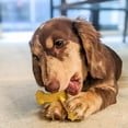 thumbnail image 3 of Nylabone Puppy Power Chew Axis Bone Nylon Chew Toy Vanilla Small (1 Count), 3 of 13