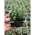 thumbnail image 2 of 3 Munstead Lavender Plants in 4 Inch Pots. Do not order in Extreme hot or cold. It does not like to travel in extreme temps., 2 of 3