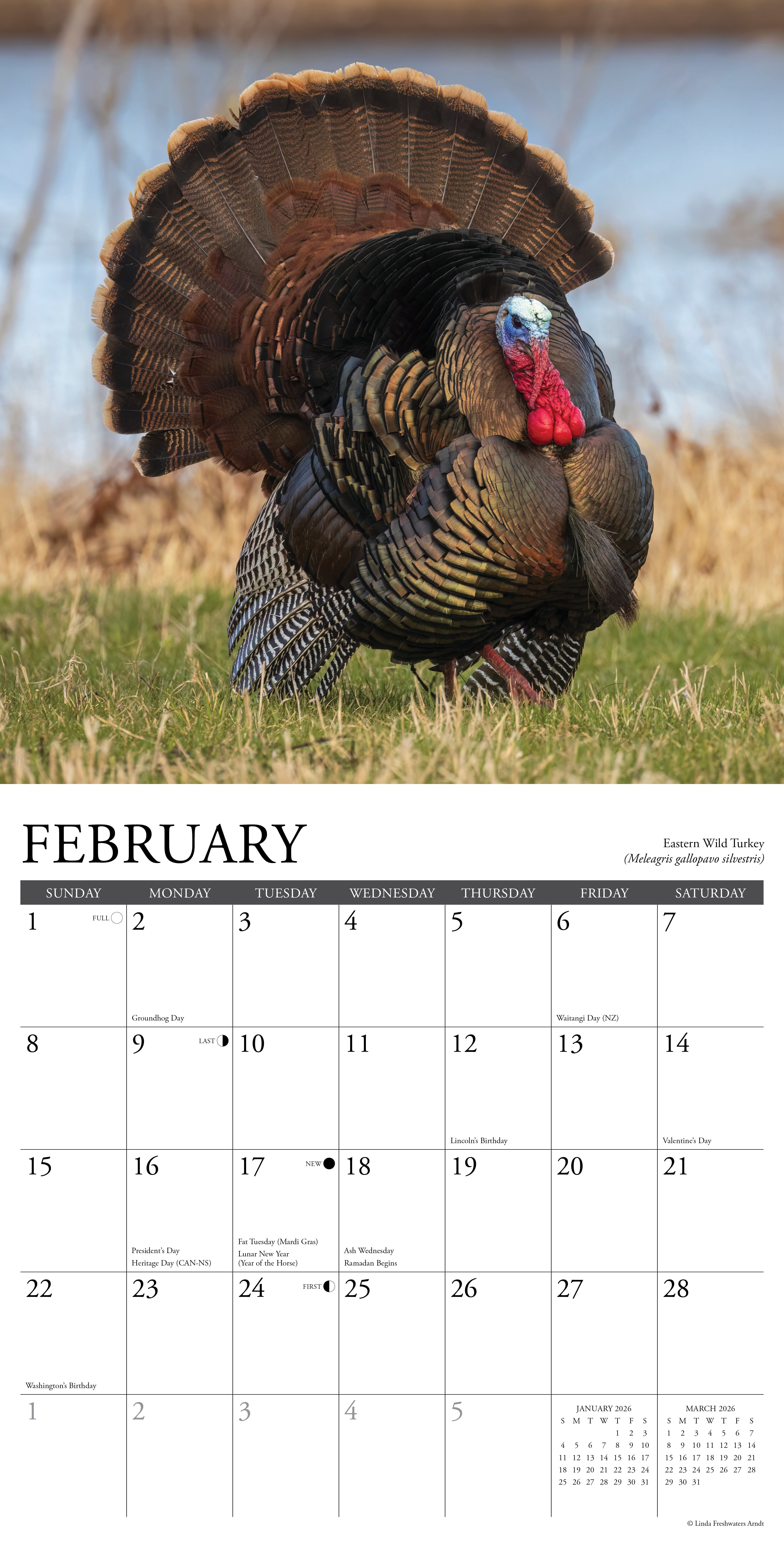 Northwoods Wildlife 2026 Wall Calendar, (Paperback)