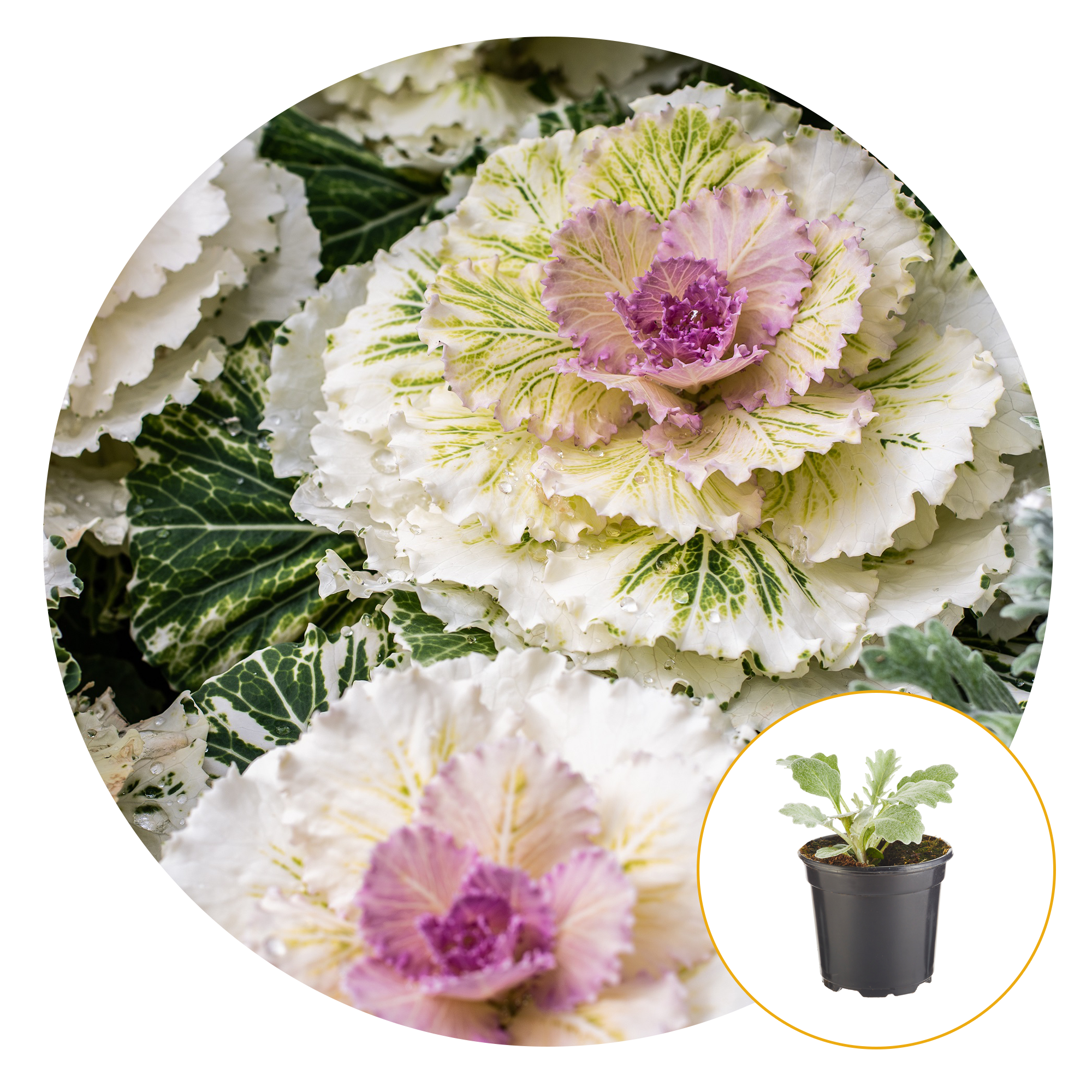 Ferry-Morse Plantlings Ornamental Cabbage Live Plants 4in. Pot, 2 Pack