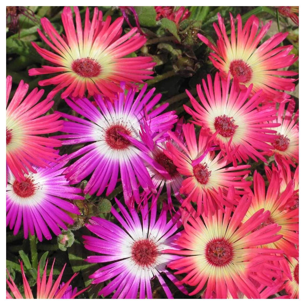 Everwilde Farms - 1 lb Mixed Ice Plant Garden Flower Seeds - Gold Vault Bulk Seed Packet