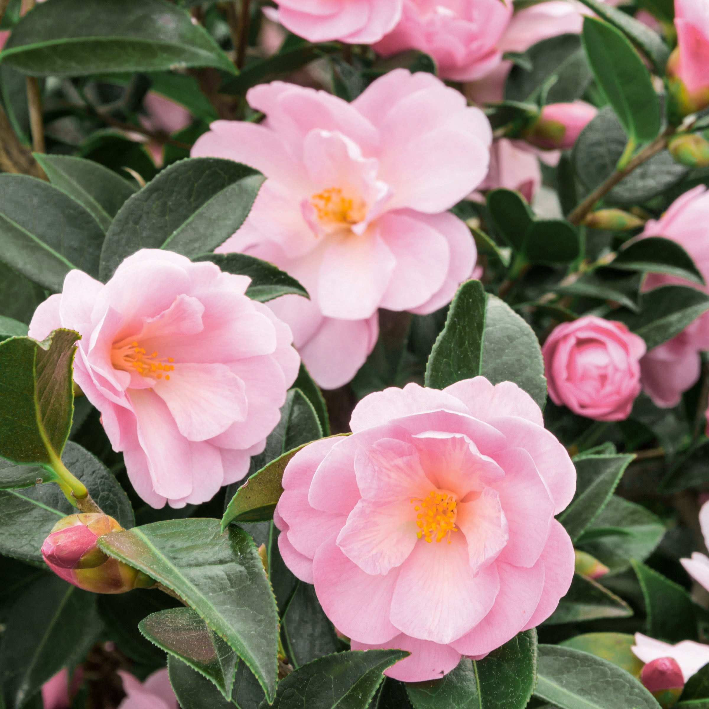 National Plant Network 1 gal. Camellia Sasanqua October Magic Orchid Shrub