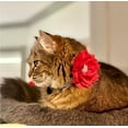thumbnail image 6 of Miaocao Rhinestone Dog Collar and Leash Set, Soft Suede Leather Pet Collar with Bling Crystal Studs Multiple styles and colors, 6 of 7
