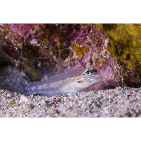 Spotted goby on the seafloor of Grand Cayman Cayman Islands Poster Print by Jennifer IdolStocktrek