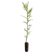 Western Red Cedar | Medium Tree Seedling | LeCeleBee