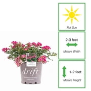 Perfect Plants Pink Drift® Rose 3 Gallon
