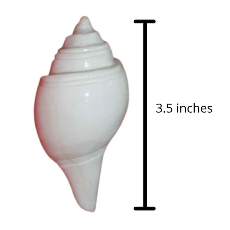 Puja Jal Shankh | Original Conch Shell, Pooja Jal Shankha