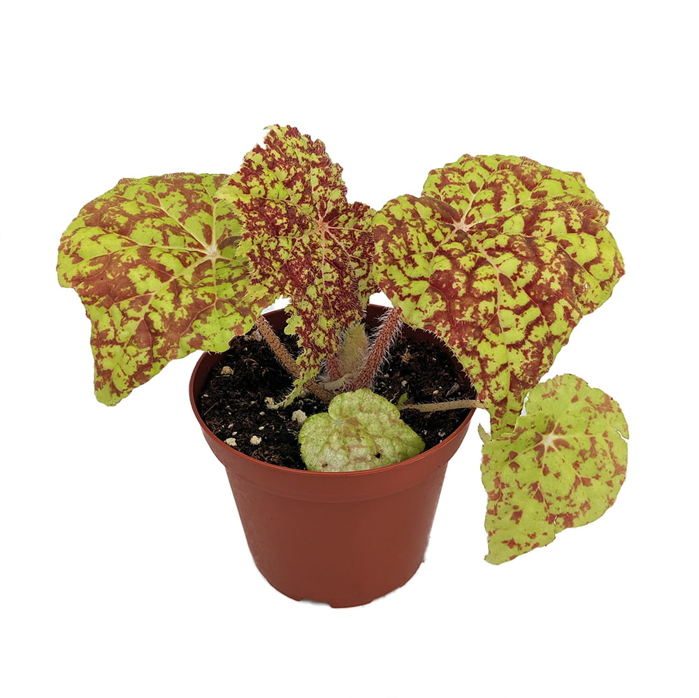 Marmaduke Begonia Plant - 3.7