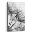 thumbnail image 2 of Epic Art 'Goatsbeard II' by Lori Deiter Acrylic Glass Wall Art, 16"x24", 2 of 8