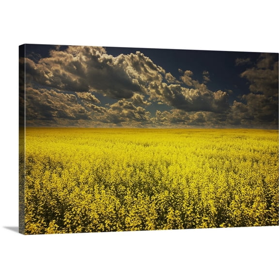 Great BIG Canvas | "Alberta, Canada; A Canola Field Under Clouds" Canvas Wall Art - 48x32