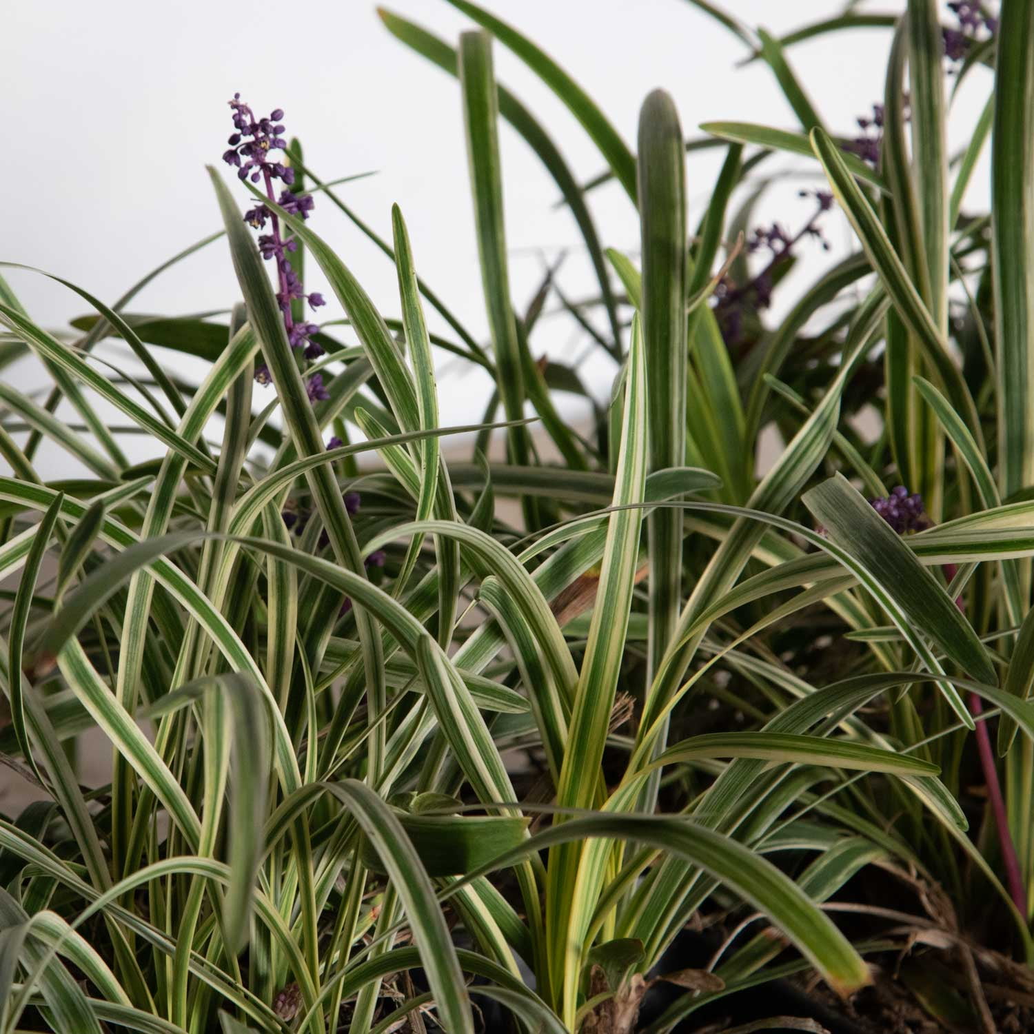 Expert Gardener Variegated Liriope 'Lily Turf' - 18 Pk (3.25 in. Pots) Groundcover - Full Sun to Part Sun Live Plant