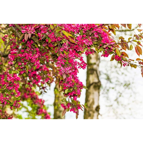 25 RED FLOWERING CURRANT Ribes Sanguineum aka Blood Currant Edible Fruit Blue Black Berries Shrub Seeds