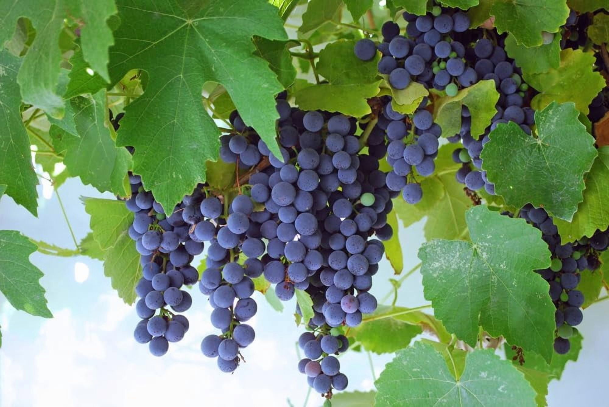 Live Plant - Concord Grape Vine Seedlings for Planting (3 Seedlings)