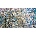 thumbnail image 2 of Gulin, Sylvia 18x12 White Modern Wood Framed Museum Art Print Titled - USA-Washington State-Fall City wild cherry springtime blooming, 2 of 4