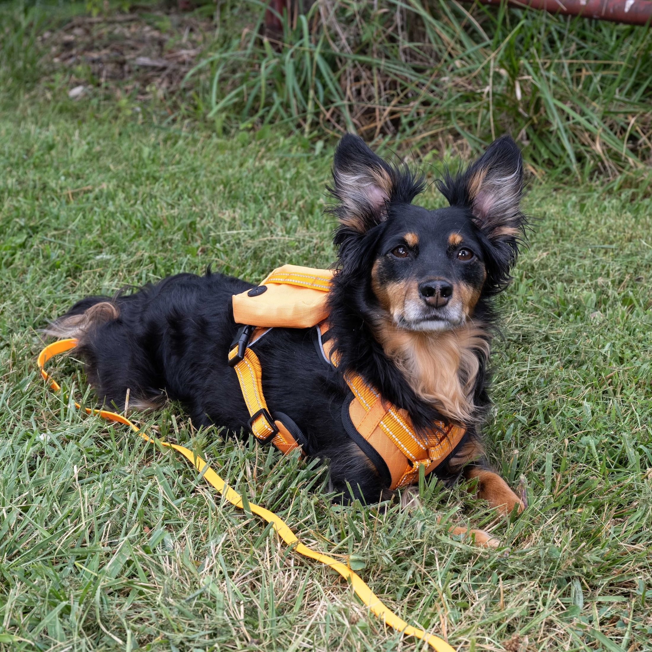 Remington Saddle Bag Dog Harness, Orange, Size S