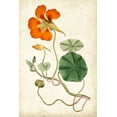 thumbnail image 2 of Curtis 17x24 Gold Ornate Wood Framed with Double Matting Museum Art Print Titled - Tangerine Floral VI, 2 of 4