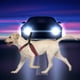thumbnail image 2 of Chaleco de malla ajustable con correas para el pecho y la espalda, perfecto para mascotas (talla M) Arnés reflectante para perros para exteriores, 2 of 8
