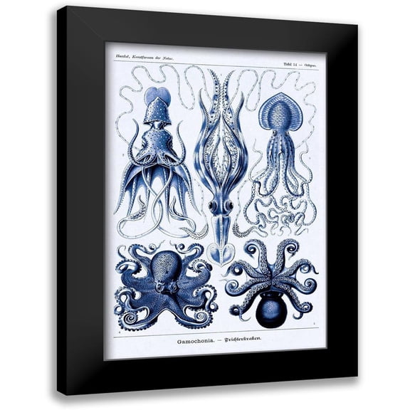 Haeckel, Ernst 11x14 Black Modern Framed Museum Art Print Titled - Haeckel Nature Illustrations: Jelly Fish - Dark Blue Tint