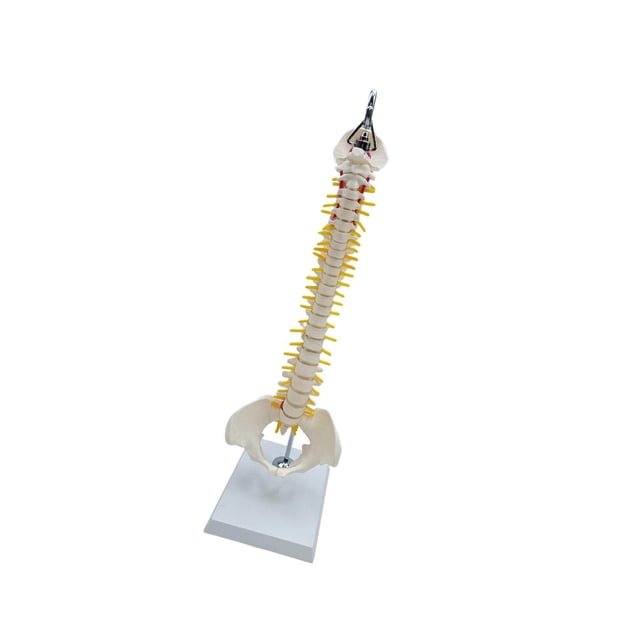 Spine Model Vertebral Column Anatomical for Kids Learning Display Classroom hanging