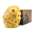 thumbnail image 1 of Esponja de lana marina de Baudelaire 5.5"" - Esponjas marinas naturales para bañarse - Esponja marina de baño para ducha - Esponja marina natural Loofah | Durable | Esponjas naturales sostenibles y re, 1 of 1