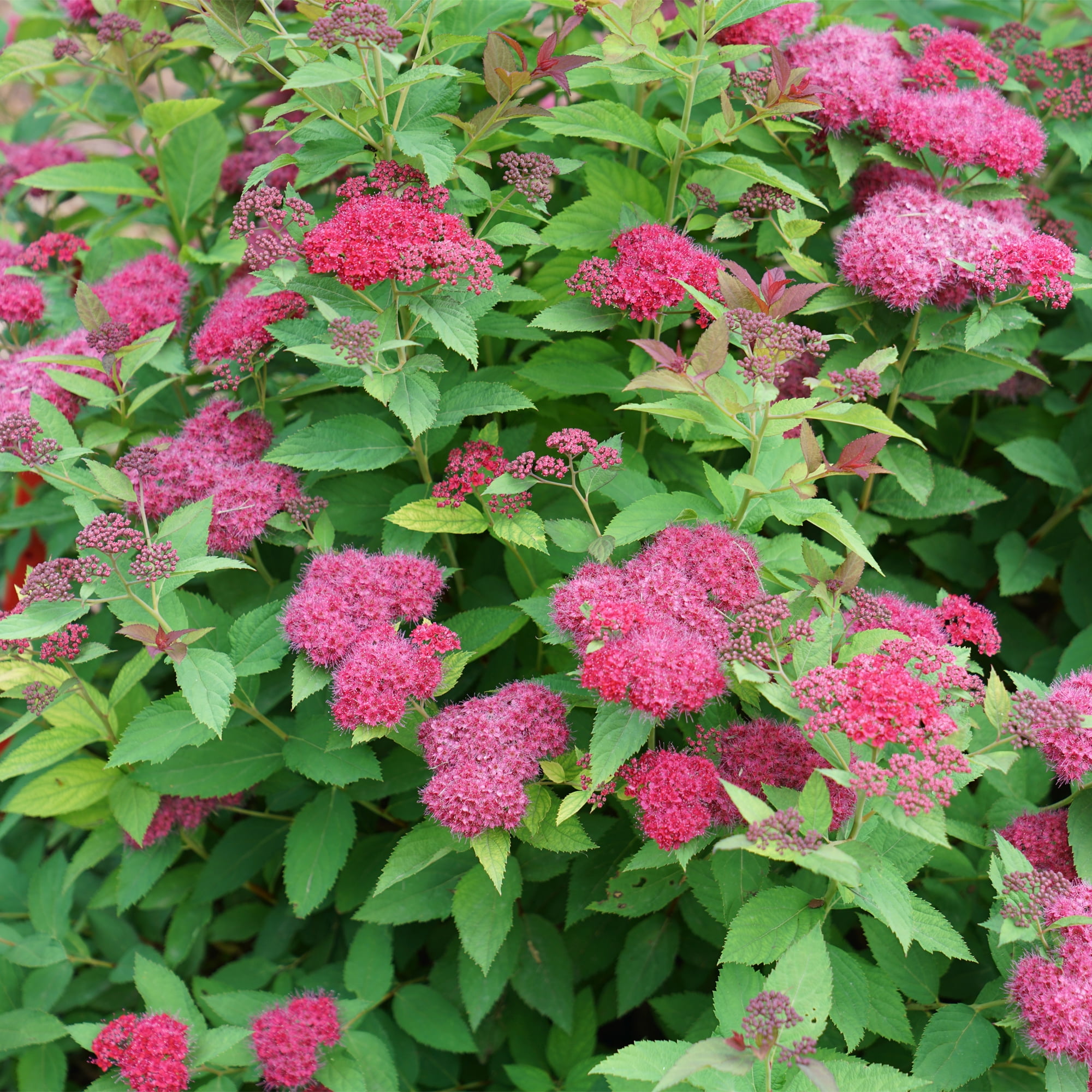 Proven Winners ColorChoice Double Play Doozie Spirea Live Shrub (2 Gallon)